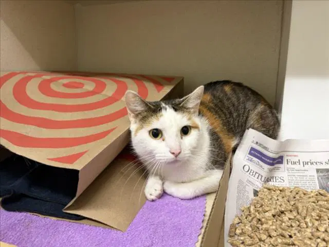 Quailya - Domestic Short Hair