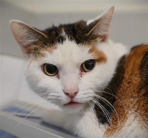 picture of the cat needing adoption