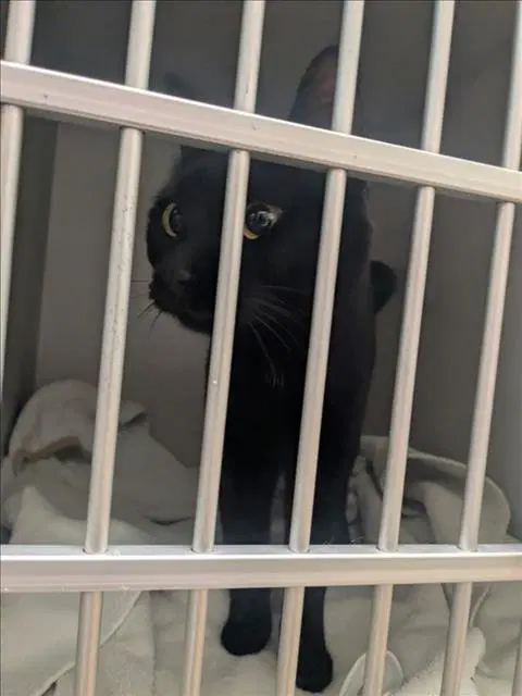 Pinto - Domestic Short Hair