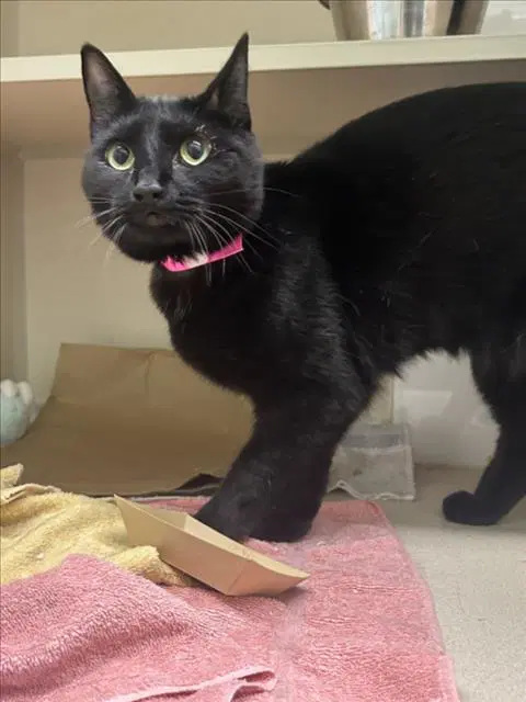 Pinto - Domestic Short Hair