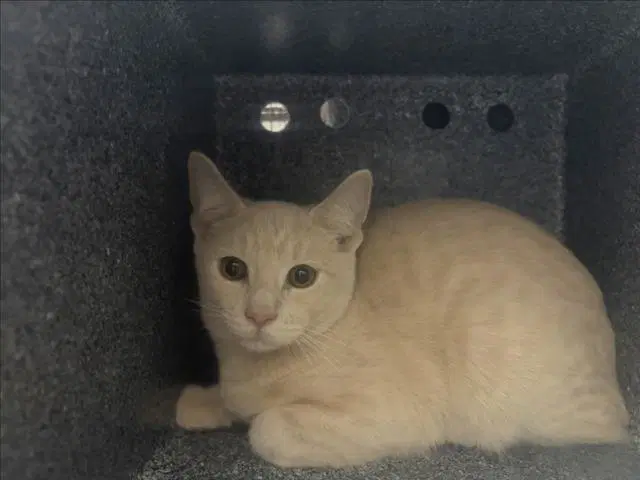 Crema - Domestic Short Hair