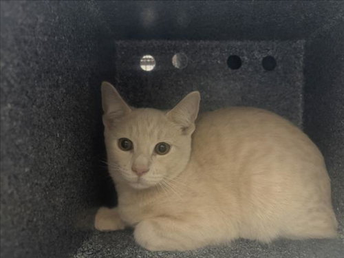 picture of the cat needing adoption