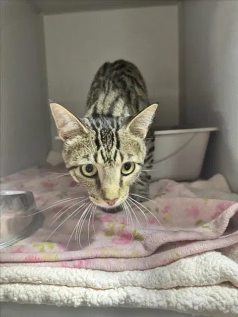 Dany - Domestic Short Hair