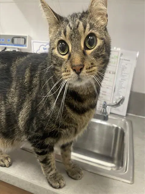 Ollie - Domestic Short Hair