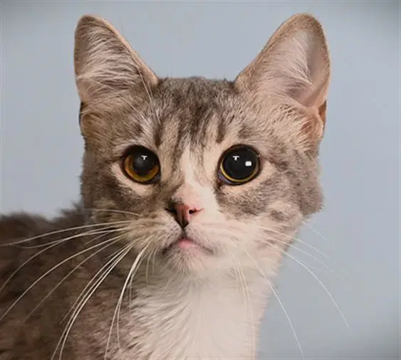 Sushi - Domestic Short Hair