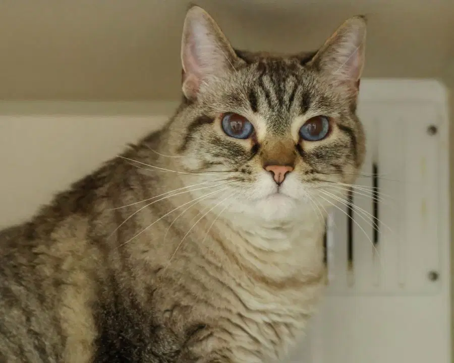 Mimi - Domestic Short Hair