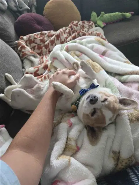Jasper - Chihuahua