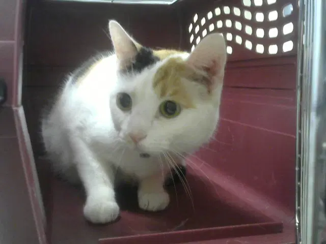 Juliette - Domestic Short Hair
