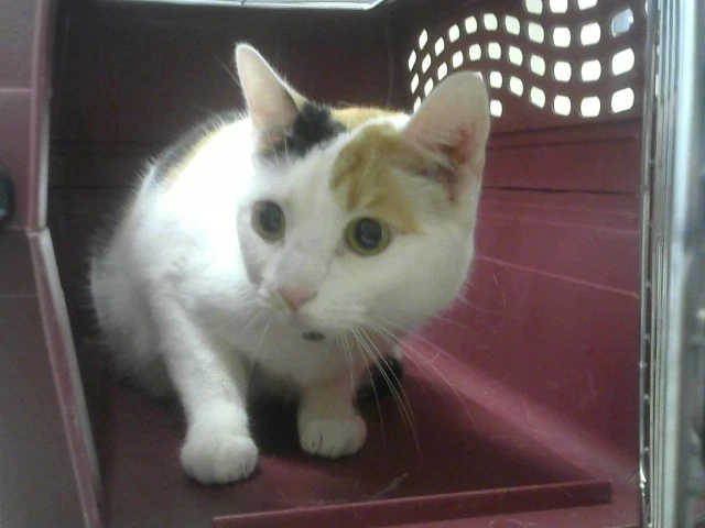 Juliette