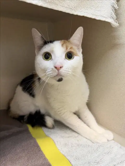 Juliette - Domestic Short Hair