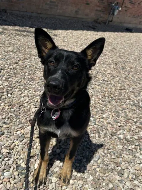 Lotus - Australian Kelpie