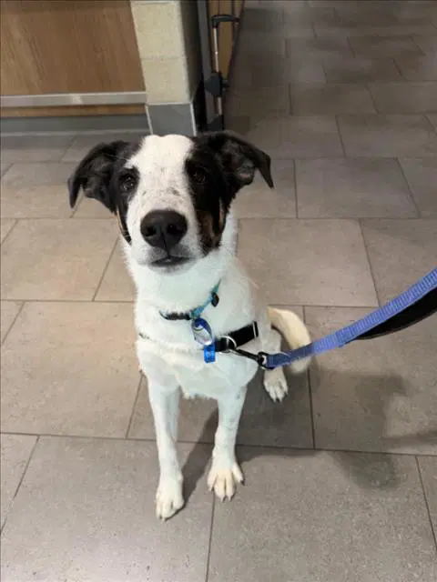 Mochi - Australian Cattle Dog/Blue Heeler