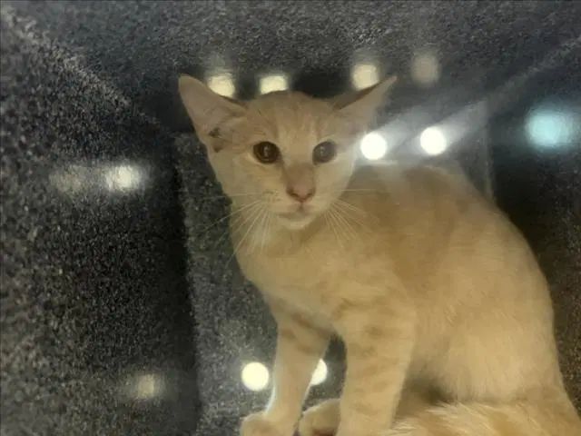 Farquad - Domestic Short Hair