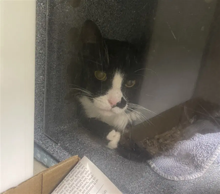Lexington - Domestic Short Hair