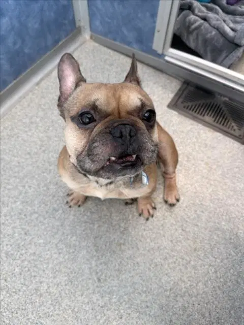 Mochi - French Bulldog
