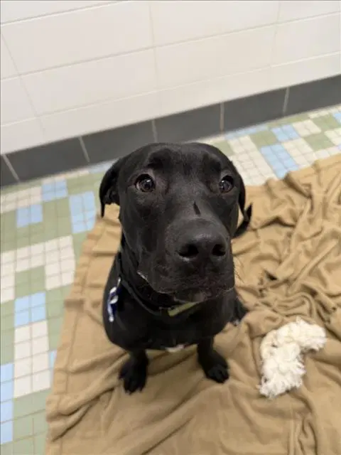 Murphy - Pit Bull Terrier