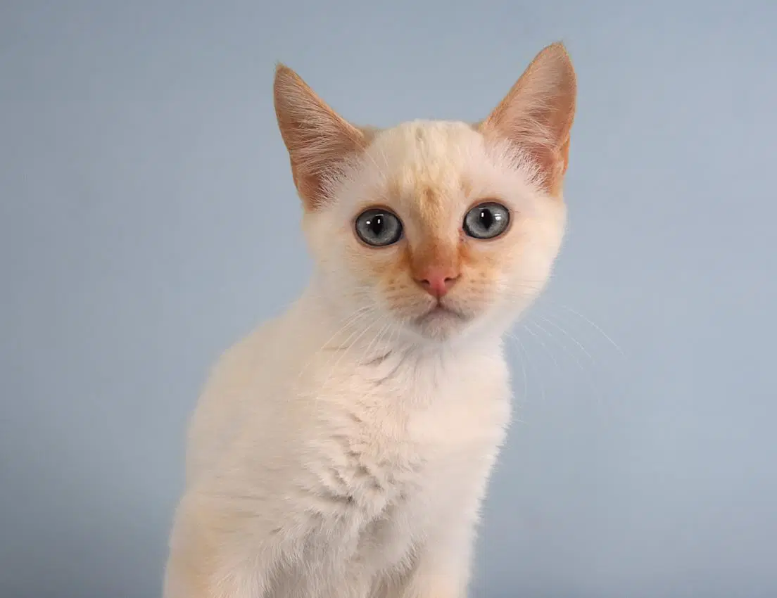 Clementine - Siamese