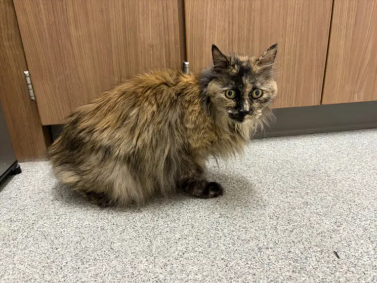 Ida - Domestic Long Hair