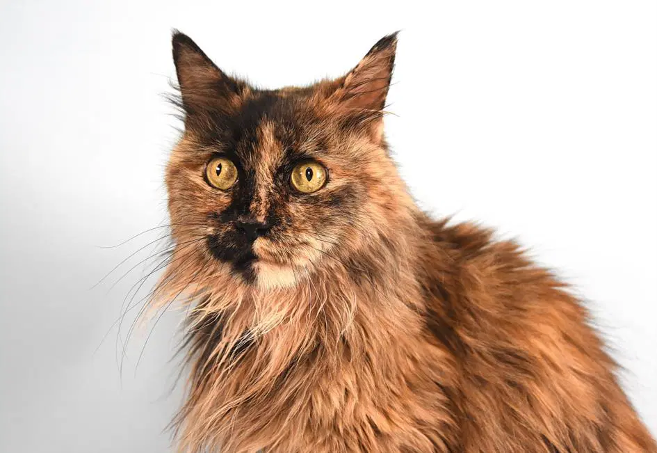 Ida - Domestic Long Hair