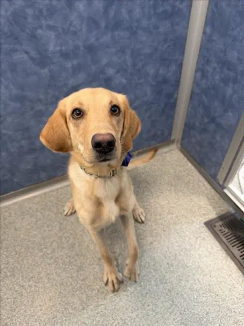 Blaze - Labrador Retriever