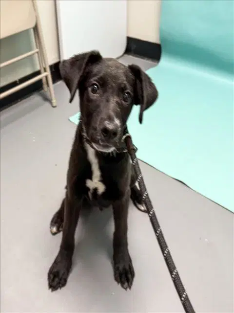 Sigrund - Labrador Retriever