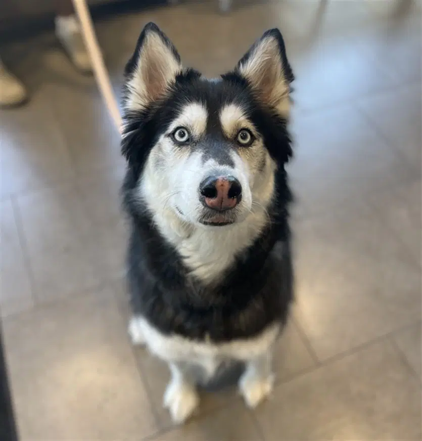 Kaya - Siberian Husky