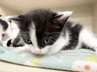 Pepper - Domestic Short Hair