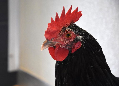 RO, a poultry for adoption from Larimer Humane Society