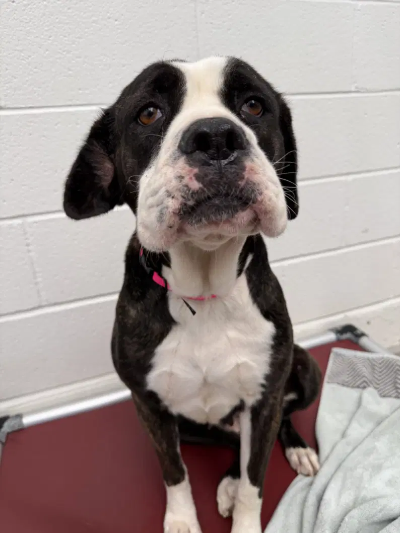 Bonnie - Cane Corso Mastiff