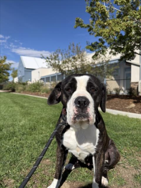 BONNIE, a dog for adoption from Larimer Humane Society