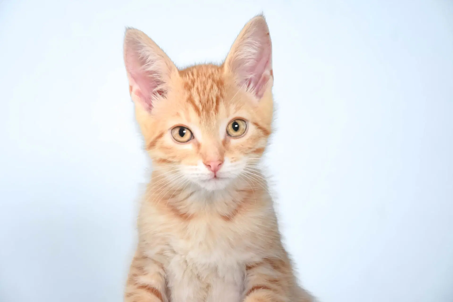 Baby - Domestic Short Hair
