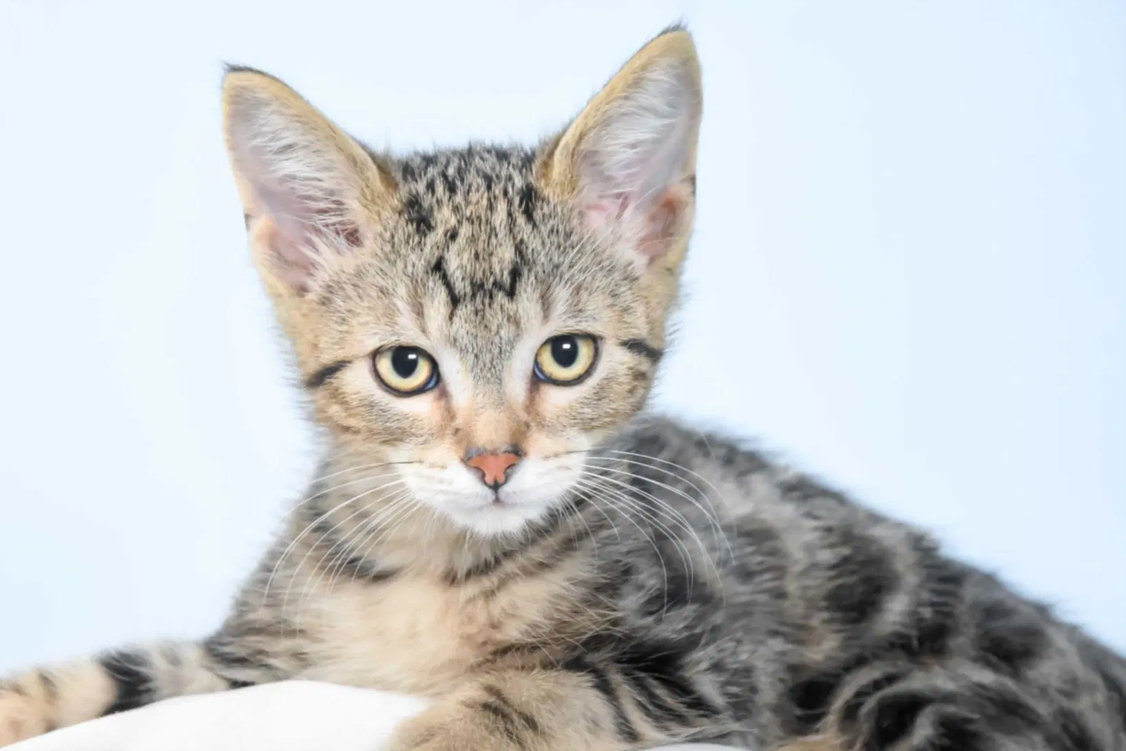 Bug - Domestic Short Hair