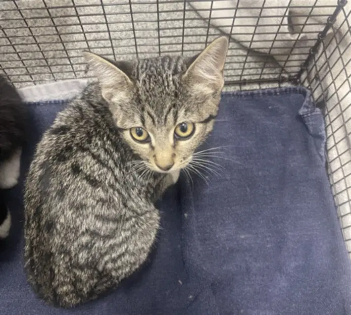 Isla - Domestic Short Hair