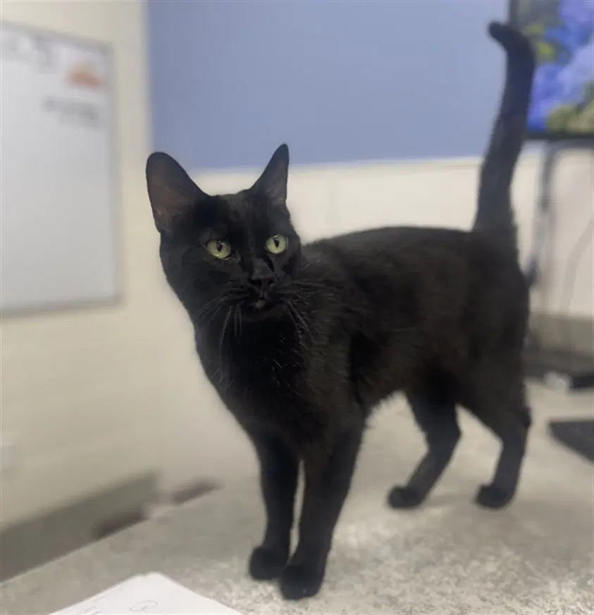 Kitty - Domestic Short Hair