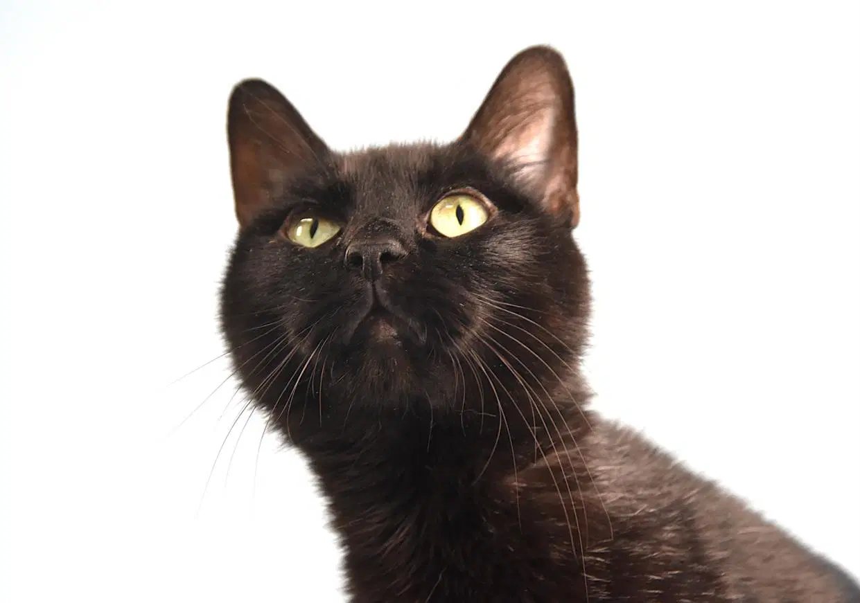 Kitty - Domestic Short Hair