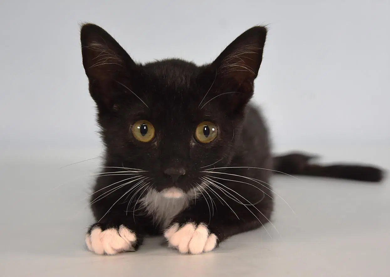 Patches - Domestic Short Hair