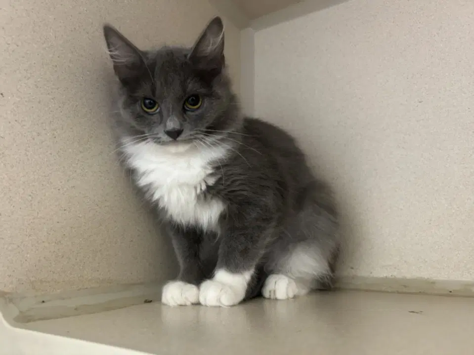 Silvermist - Domestic Long Hair
