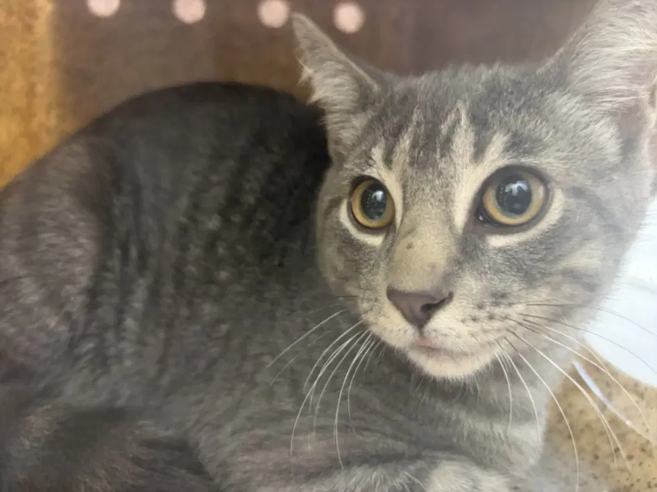 Henry - Domestic Short Hair