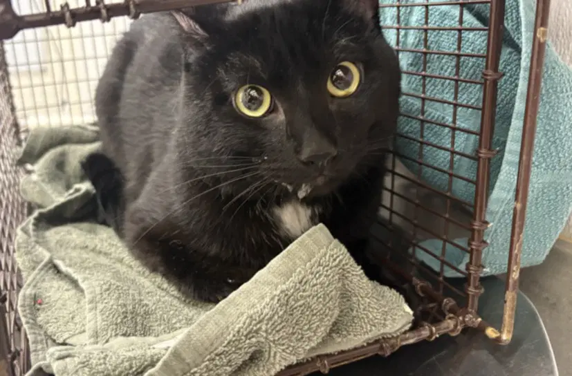 Freddy - Domestic Short Hair