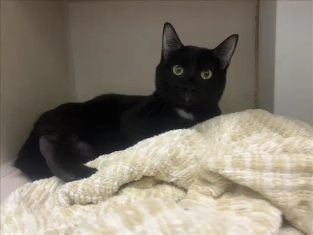 Freddy - Domestic Short Hair