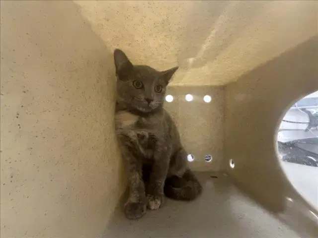 Kombucha - Domestic Short Hair