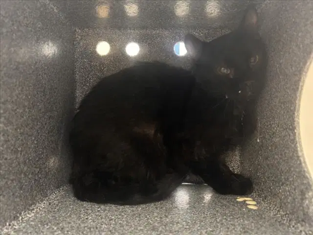Pinto Bean - Domestic Short Hair