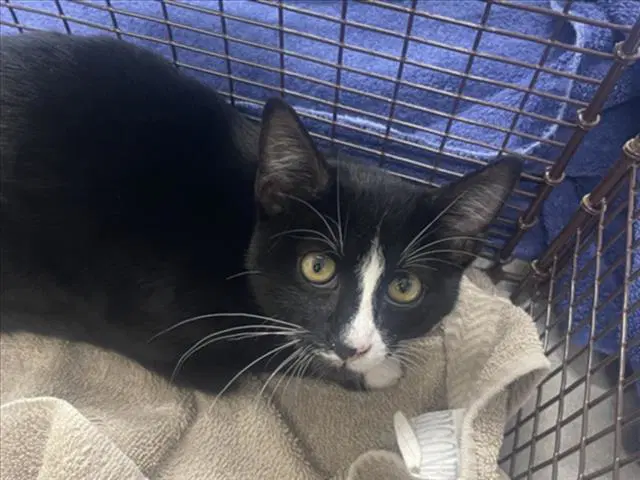 Georgie - Domestic Short Hair