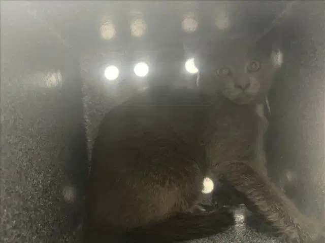 Slate - Domestic Short Hair