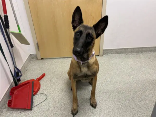 Cece - Belgian Shepherd Malinois