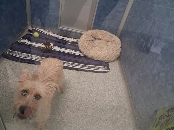 Joey - Cairn Terrier