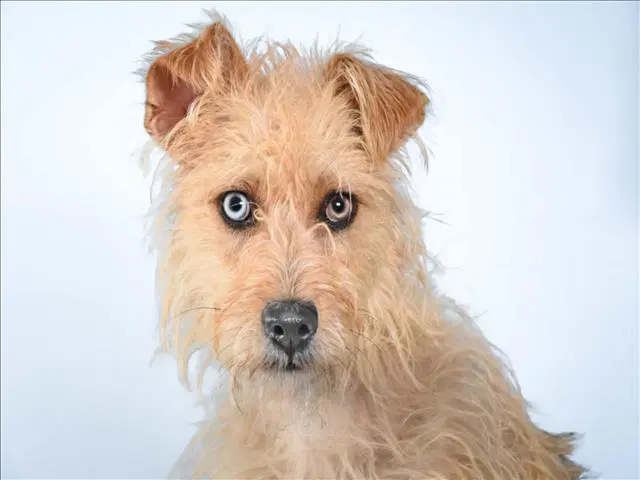 Joey - Cairn Terrier