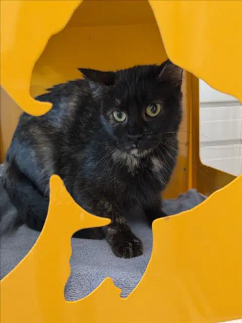 Fudge - Domestic Short Hair