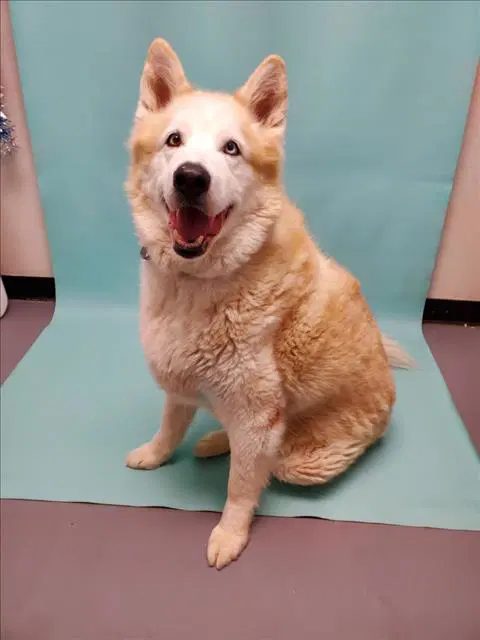Mister - Alaskan Malamute