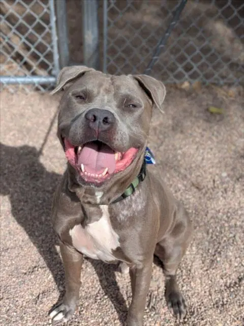 Shadow - American Staffordshire Terrier